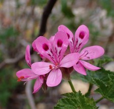 Pelargonium glutinosum, 5 Seeds, large Species, 2025 Harvest