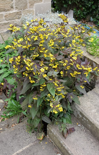 One lysimachia ciliata - one,