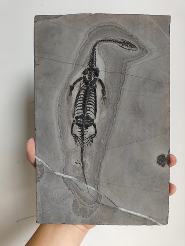 Keichousaurus skeleton fossil - keichousaurus,