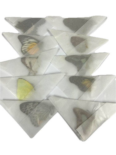 Real unmounted butterflies - unmounted, a-