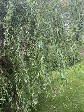 Curly Willow, Twisted Hazel Branches, Home Decor, Autumn Decor