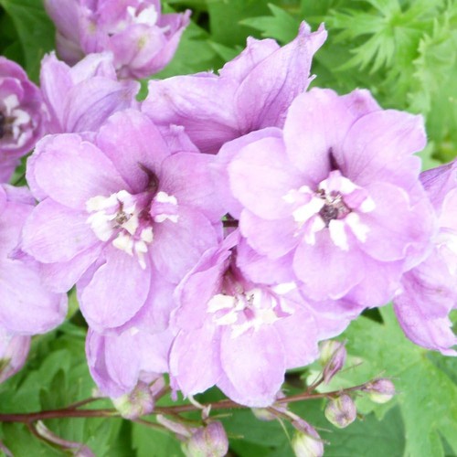 Delphinium magic fountains - delphinium,