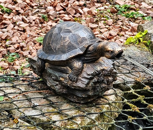 Pond spitter turtle - pond,