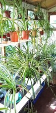 SPIDER PLANTS OF GOOD SIZE IN PREMIUM COMPOST. BEAUTIFUL, AIR-PURIFYING PLANTS.