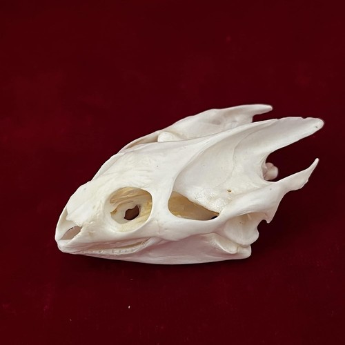 Real turtle skull - real,