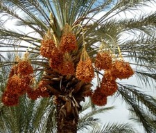 5 Date Palm Tree seeds, Deglet Nour Queen of Dates North African Sahara Seeds