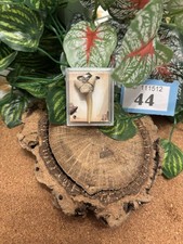 Genuine Fossil Sand Tiger