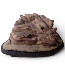 Japanese Suiseki Stone Viewing