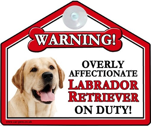 Labrador yellow lab - labrador,