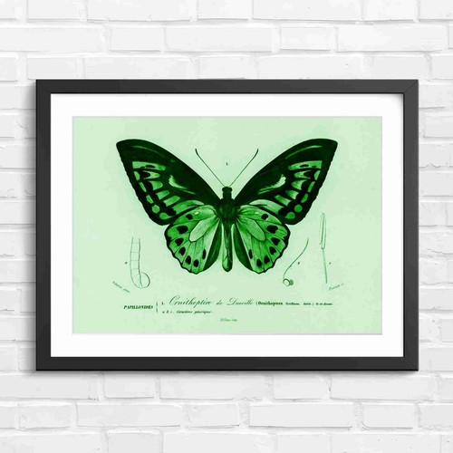 Ornithoptera butterfly - ornithoptera,