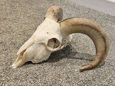 Fantastic Ram Skull taxidermy
