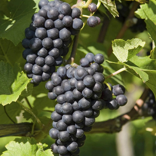 Black grape boskoop glory - grape,