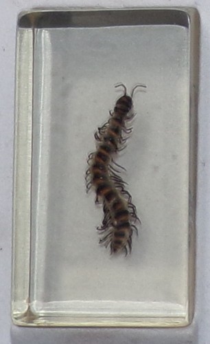 Preserved real insect - real,
