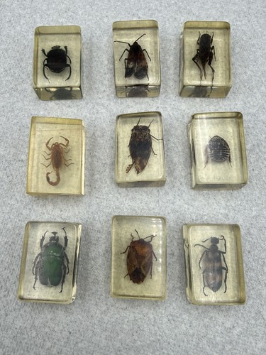 Pcs vintage insect resin - pcs,