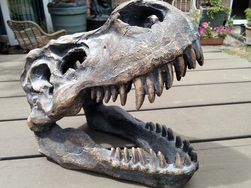 Model rex skull pre - skull,, pre-owned