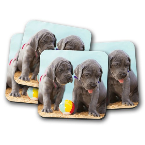 Set great dane - dane, puppies
