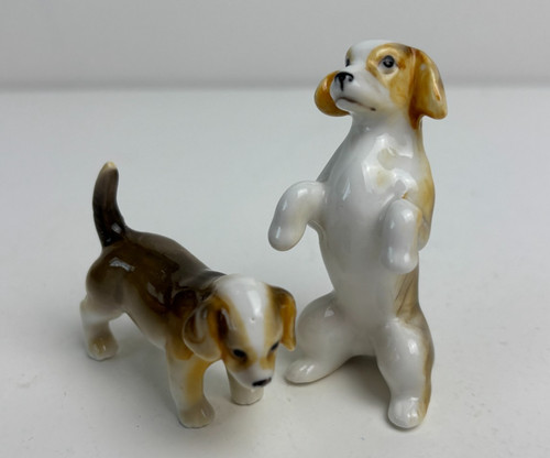 Beagle dog miniature - 2,