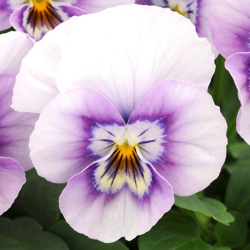 Viola pink halo - halo, colourful