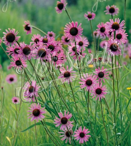 Echinacea tennesseensis rocky - echinacea, 'rocky