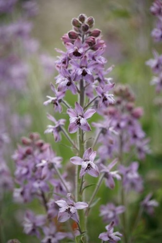 Delphinium requienii 3 - , plug
