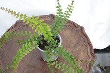 Northern Maidenhair Fern (Adiantum pedatum) in a 9cm pot
