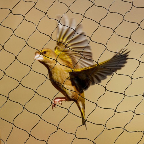 30m 15m wide - wide, bird