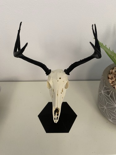 Replica deer skull with - deer,