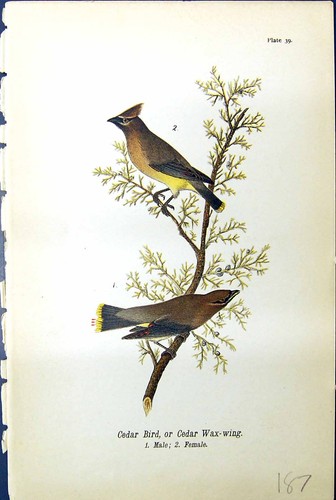 Original old antique print - original,