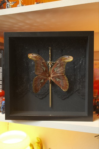 Male atlas moth - atlas,