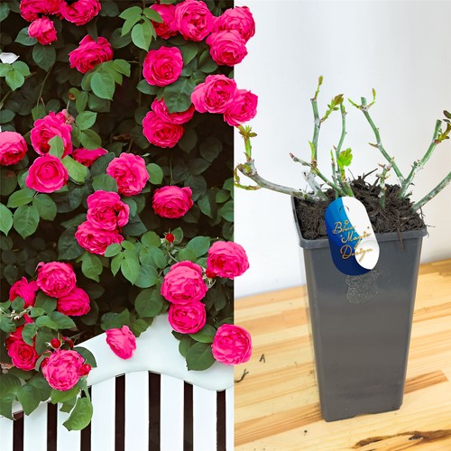 Fragrant climbing rose plant - climbing,