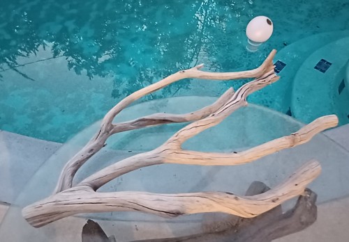 Large driftwood manzanita - large,