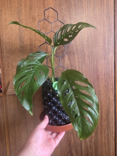 Monstera adansonii monkey - monstera,