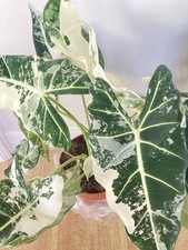 XL Alocasia Micholitziana