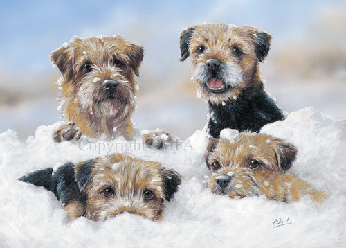 Border terrier christmas cards - border,