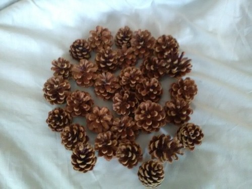 Pine cones - 40,