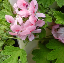 Scented Pelargonium Sweet