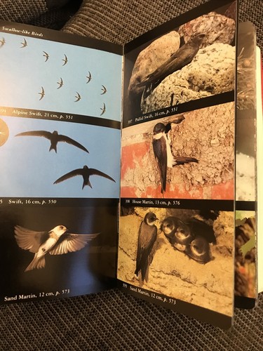 Collins bird guide - bird, scarce