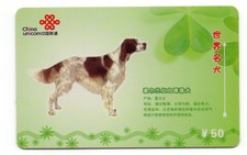 IRISH RED & WHITE SETTER