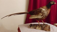 TAXIDERMY: Large Common PHEASANT (veteran of Islington's legendary GET STUFFED)