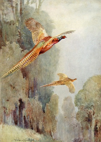 Pheasant beautiful bird - pheasant,