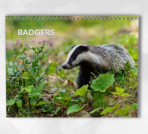 Badger calendar 2027 - badger, 2027: