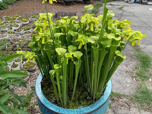 Sarracenia pitcher plant - sarracenia,