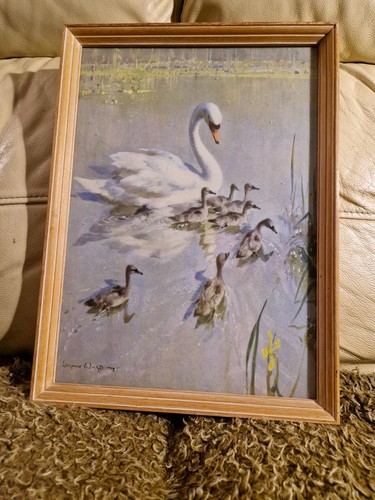 Swan and cygnets vernon - swan,