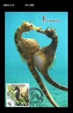 Marine Life,hippocampus,sea