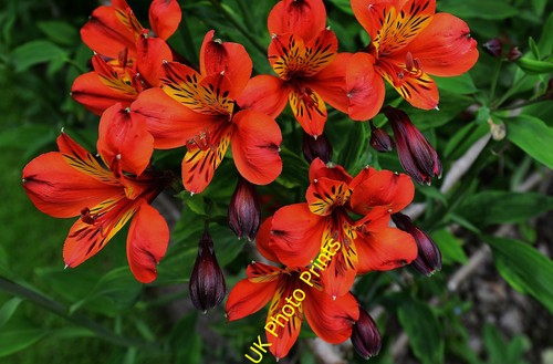 Photo pashley manor gardens - a1,