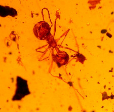 Cretaceous Worker Ant and Fly