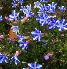 Lithodora plug plants alpine