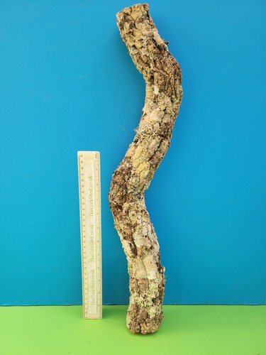 Cork bark branch 53cm snake - branch,