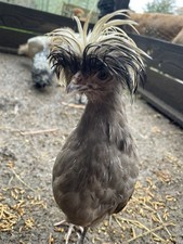 Polish Chicken Merchandise