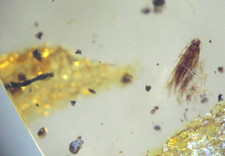 Pliocene amber kenya - amber, africa